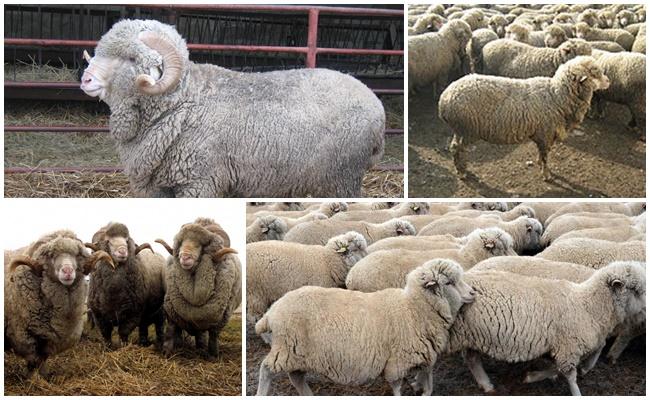 Raça d’ovelles askanianes
