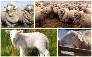 Beschrijving en kenmerken van de schapen van het Askanian-ras, de regels voor hun onderhoud