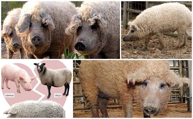 hybryda świni i owiec