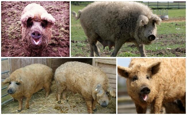 Charakterystyka hybrydy owcy i świni, cechy rasowe i zawartość