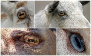 De structuur en kleuren van geitenogen, kenmerken van de pupillen en ziekten