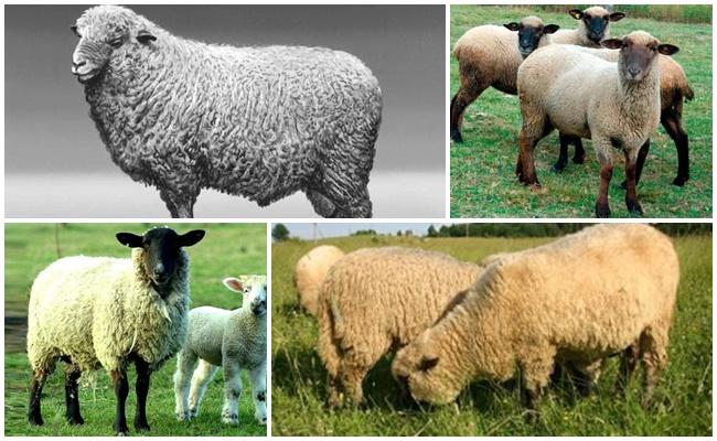 gorky plemeno ovcí