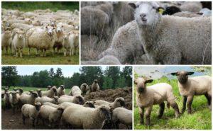 Descripció i característiques de les ovelles de la raça Gorky, les normes per al seu manteniment