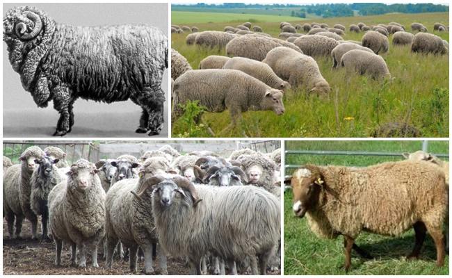 Kaukasisch schapenras