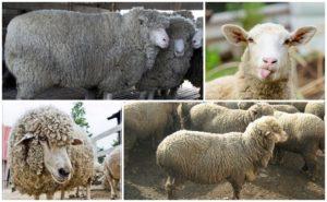 Beschreibung und Eigenschaften der kaukasischen Schafe, Merkmale des Inhalts