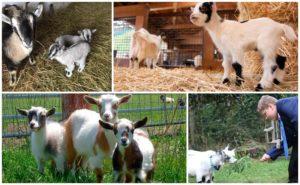 Beschreibung der Zwerg-Mini-Ziegen und Regeln für die Haltung einer dekorativen Rasse