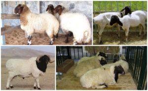 Descripción y características de la raza de ovejas Kalmyk, reglas de mantenimiento.