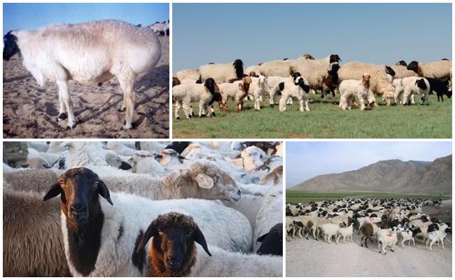 Kalmyk razza di pecore