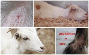 Симптоми и методе лечења лишајева код коза, методе превенције