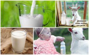 Els avantatges i els perjudicis de la llet de cabra per al cos, la composició química i com triar