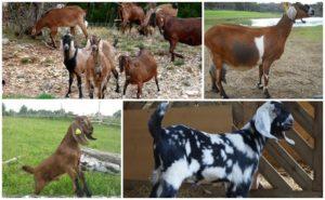 Description et laitance des chèvres de race nubienne, leur couleur et coût approximatif