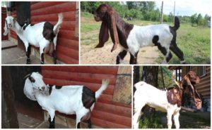 Description of Camori goats and their maintenance, where to buy and amateur club