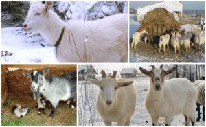 Pravidla pro chov a péči o kozy pro začátečníky doma