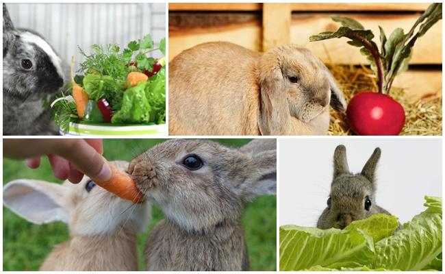 légumes pour lapins