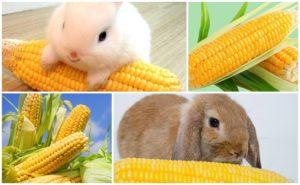 Qué verduras y frutas se pueden dar a los conejos, reglas de alimentación y qué no