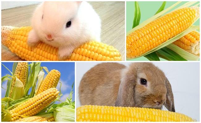 corn rabbit