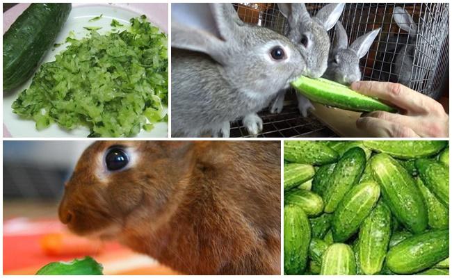 cucumbers for rabbits