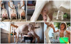 Hoe je een geit met je eigen handen en apparaten melkt, tips voor beginners