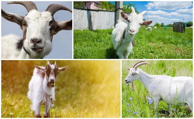 many goats