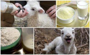 Cómo criar adecuadamente la leche de cordero en polvo, proporciones y productores.