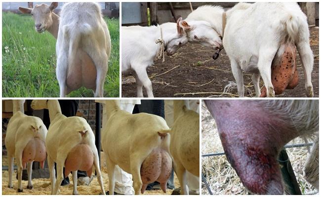 goat mastitis