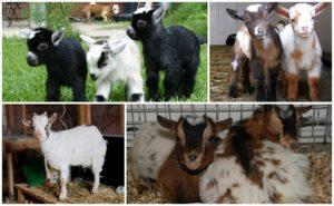 Descripció i rendiment de llet de les cabres del Camerun, condicions de conservació