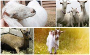 ¿Cuánto tiempo tarda una cabra en caminar después del parto y los signos de caza?
