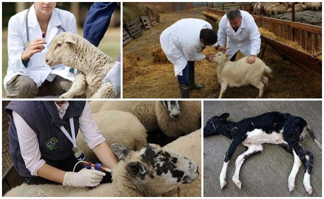 Bárányok fehér izombetegség okai és tünetei, kezelés és megelőzés