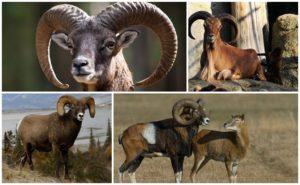 Mô tả và môi trường sống của mouflon rams, cho dù chúng được nuôi ở nhà