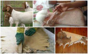 كيفية صنع جلد الماعز بشكل صحيح في المنزل ، تعليمات خطوة بخطوة