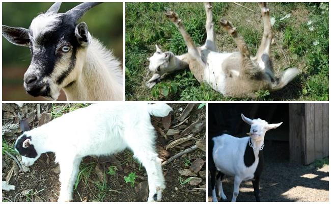 swooning goats