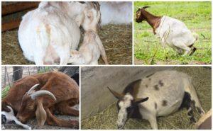 Što učiniti ako koza ne ustane nakon janjenja i metoda liječenja