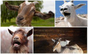 Por qué una cabra grita constantemente y cómo destetar eficazmente a un animal de los gritos
