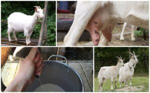 Qué hacer y cómo tratar a una cabra si come mal y da poca leche y las razones