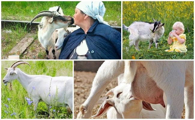keçileri beslemek
