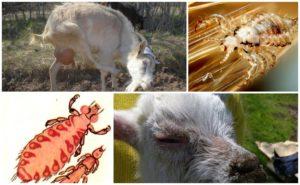 Behandeling van luizen bij geiten met medicijnen en folkremedies thuis