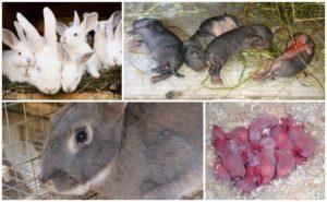 Per què una conill femella de vegades menja els seus nadons i com evitar el canibalisme