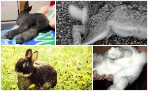 Dôvody zlyhania zadných končatín králika a metódy liečby a prevencie