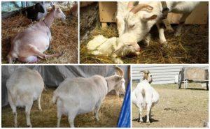 How and for how much it is correct to run a goat before lambing, life hacks and problems