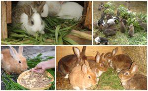 Jo bedre at fodre kaniner til hurtig vækst og vægt, TOP 5-stimulanter