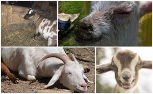 Causas de la espuma en la boca de una cabra y tratamiento para la deficiencia de tiamina