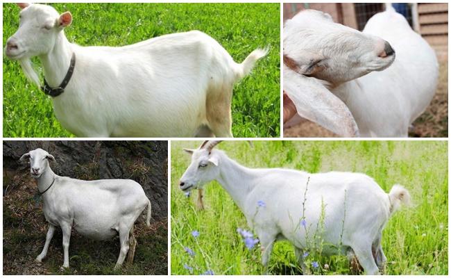 pregnant goat
