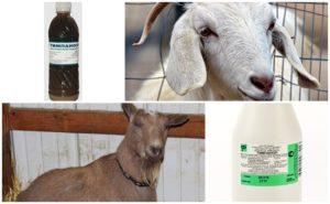 Sådan behandles geder med Tympanol og instruktioner til brug, dosering og analoger