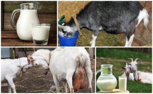Por qué la leche de cabra a veces tiene un sabor amargo y cómo resolver el problema, prevención