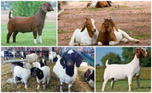 Popis a charakteristika búrských koz, pravidla pro jejich údržbu