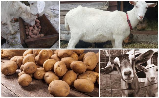 keçiler için patatesler