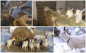 Kışın samana ek olarak keçi nasıl beslenir, evde diyet yapılır