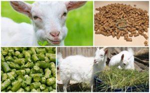 Zloženie kombinovaného krmiva pre kozy a pravidlá varenia vlastnými rukami, skladovanie