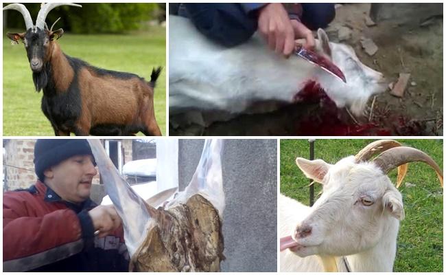 goat slaughter