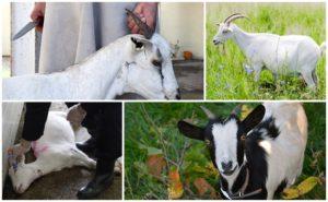 Hoe geiten thuis goed te snijden, slachtmethoden en het slachten van karkassen